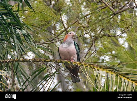 The Green Imperial Pigeon Species Is Distributed In India Sri Lanka