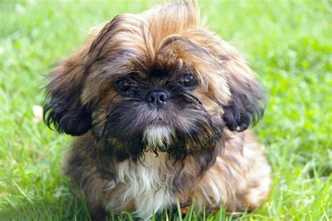 Todo Sobre La Raza Shih Tzu ¡con Fotos