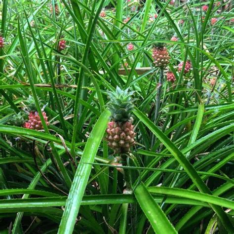 Ornamental Pineapple - Nature Nursery - Central India's Biggest Nursery ...