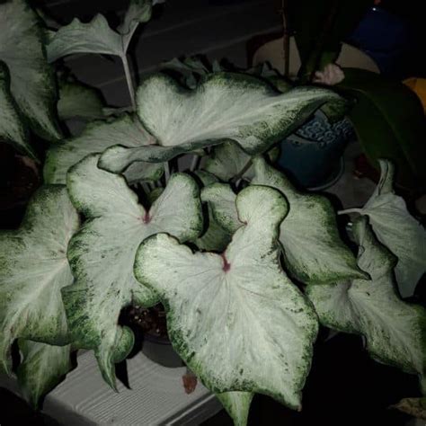 Caladium | Explore Beautiful Varieties for Vibrant Gardens