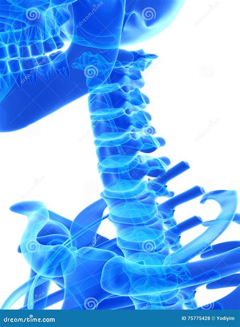 D Illustration Of Cervical Spine Medical Concept Stock Illustration