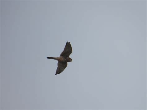 Kestrel Falco Tinnunculus Irish Birding