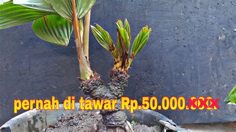 Review Bonsai Kelapa Bercabang 3 Aneh Tapi Ada YouTube