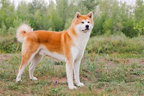 Akita Inu Características Carácter Y Cuidados