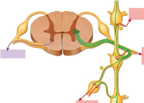 Sympathetic Nervous System Pathways Diagram Quizlet