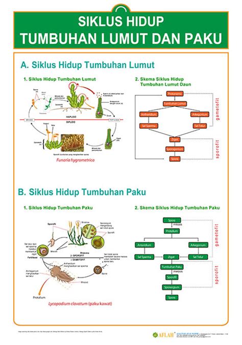 Buatlah Skema Metagenesis Tumbuhan Lumut Dan Paku Heterospora