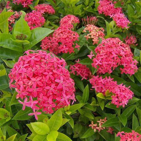 Mphmi Live Plant Nursery Ncr Plant Ixora Long Singapuri Ixora Pink