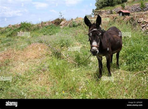 Esel Hausesel Donkey Hausesel Equus Hi Res Stock Photography And Images