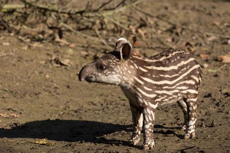 Anta Tapirus Terrestris Rewild Brazil The Brazilian Plantfinder