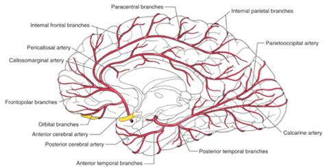 Cerebrovascular System Arteries Flashcards Quizlet