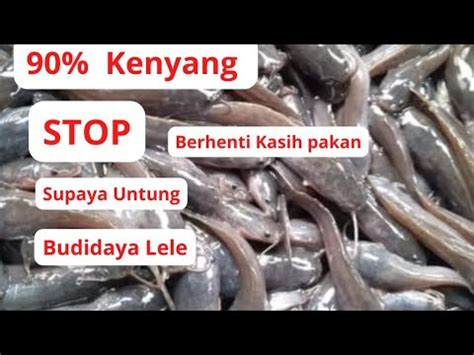 Budidaya Ikan Lele Di Kolam Terpal Segmen Pendederan Benih Hari