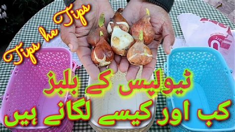 When And How To Plant Tulip Bulbs Youtube