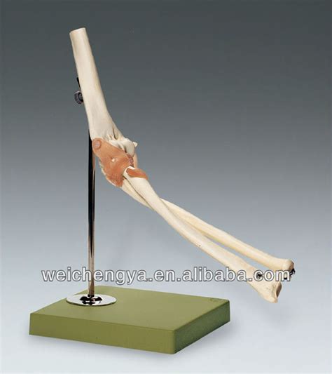 Life Size Elbow Joint Model High Quality Life Size Elbow Joint Model