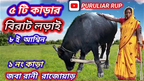 জবা রানী রাজোয়াড়ের কাড়া লড়াই 🐂।jabha Rani Rajoyar Kara Lorai Youtube