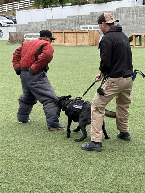 Jefferson County Sheriffs Office In Colorado Has Two New K 9 Units