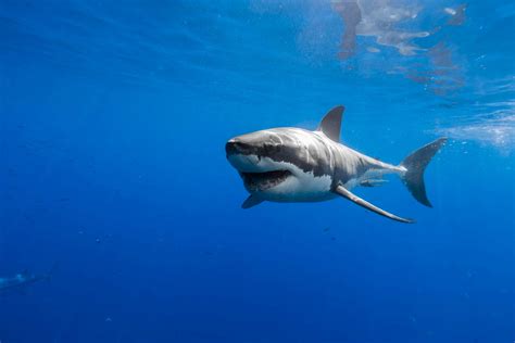 Download Shark Wallpaper