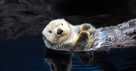 River Otter vs Sea Otter: 5 Key Differences - A-Z Animals