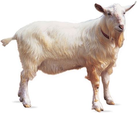 Saanen Breed Of Goat Britannica