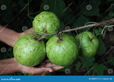 Big Guava Fruit Grown In Groups On A Single Branch Held In The Hand