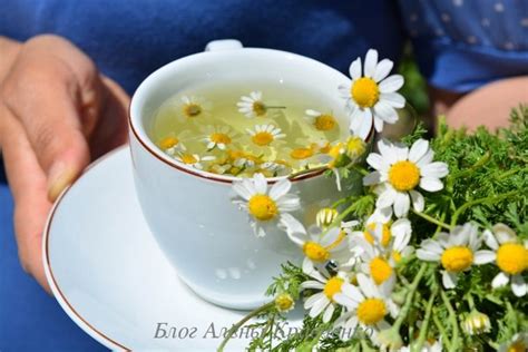 Как заварить ромашку - для питья, купания новорожденного, спринцевания ...