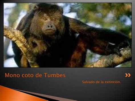 Animales en extinción PPT