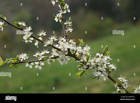 Blackthorn Prunus Spinosa In Flower Stock Photo Alamy