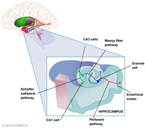 Limbic System Hippocampus Section 4 Chapter 5 Neuroscience Online