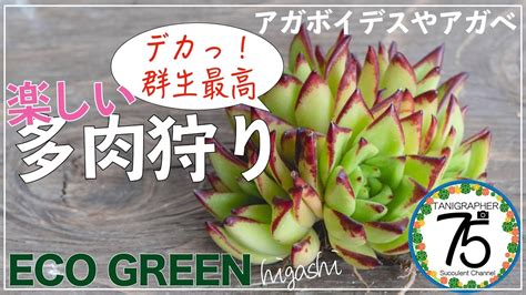 【多肉植物】久々の多肉狩りは最高でした！群生やデカベリアなど7つの苗を紹介します！ Youtube