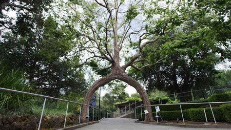 The Fabulous Tree Circus - Laidback Gardener