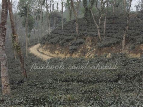 Bangladesh In My Eyes Malnicherra And Lackatoorah Tea Estate Sylhet