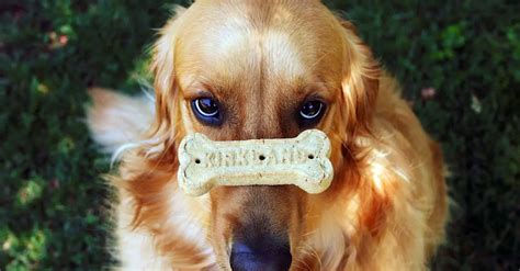 10 Best Treats For Golden Retrievers in 2022 (For Training & Puppies ...