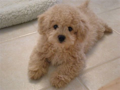 Bichon Poo Aka Bichon Frise Poodle Mix Soft And Fluffy Puppies