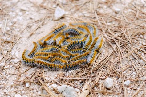 Quest Ce Que La Chenille Processionnaire Du Pin Sequoia