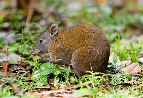 Critter Corner - Musky Rat-Kangaroo - Rainforest Rescue News