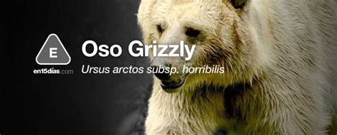 Oso Grizzly, especie probablemente extinta