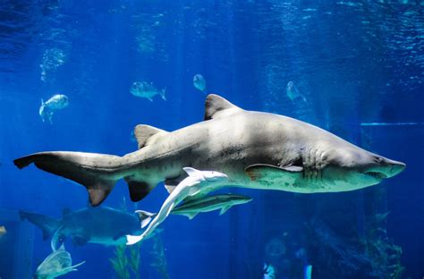 Australian Endangered Species Northern River Shark