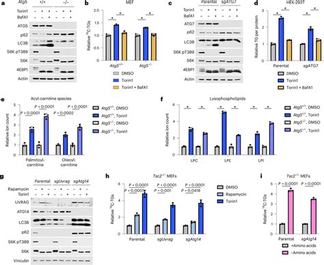 Tg And Other Lipid Species Accumulate Independently Of Autophagy