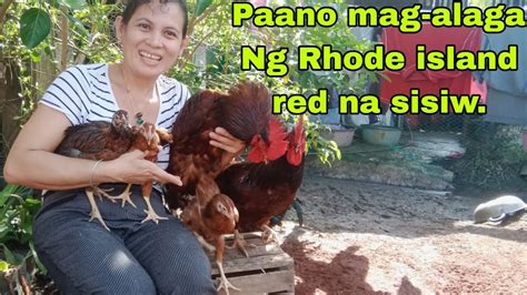 Paano Mag Alaga Ng Sisiw Ng Rhode Island Red Na Manok Hanggang Sa Pag