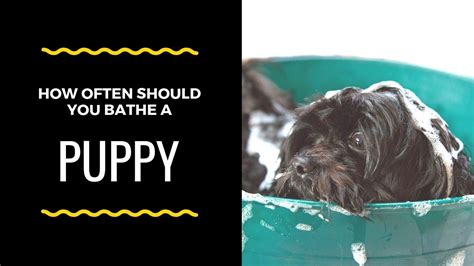 How Often Should You Bathe A Puppy Youtube