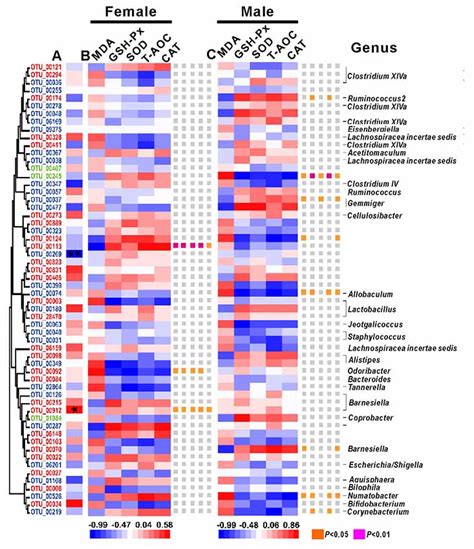 Frontiers Sex Based Differences In Gut Microbiota Composition In