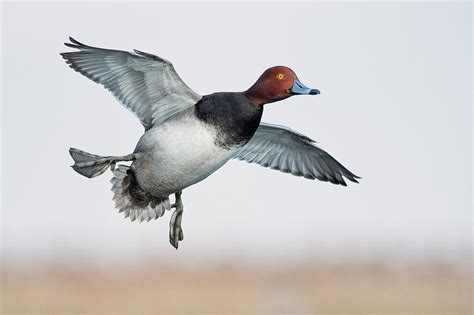 Red head duck 10 Photograph by Ward McGinnis - Fine Art America