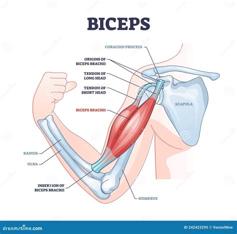 Biceps Muscle Icon Man Symbol Strength Icon Vector Illustration