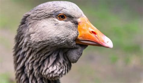 Toulouse Goose Breed Profile Farmhouse Guide