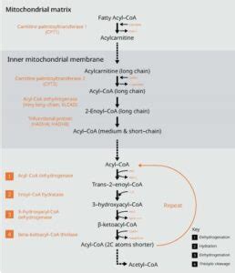 Beta Oxidation - Biology Simple