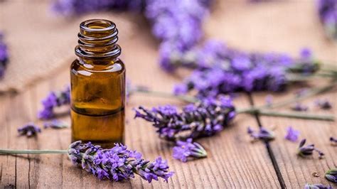 What Is Lavender Possible Health Benefits How To Grow It And Best