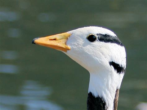 Identify Bar Headed Goose Wwt Slimbridge