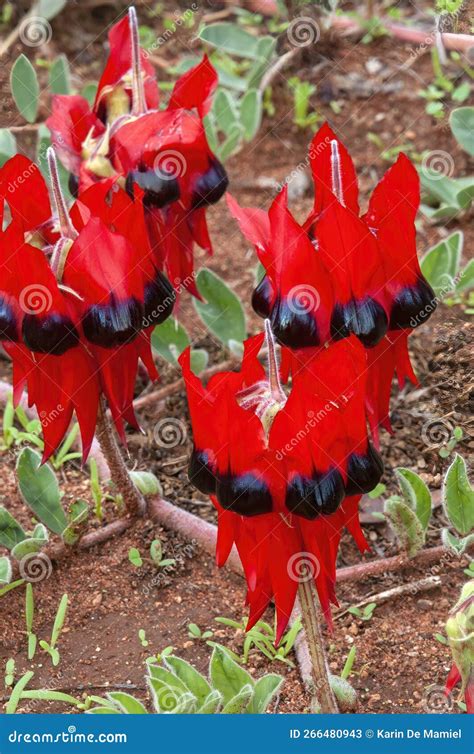 Close-up of Sturt S Desert Pea in Flower Stock Image - Image of bulbous ...