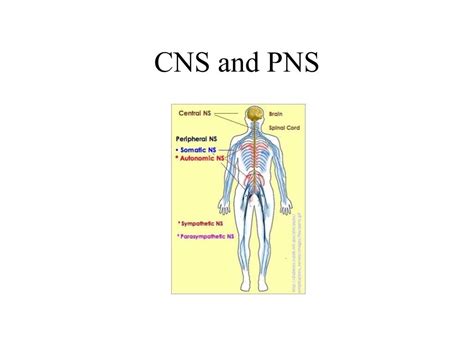 Ppt Neurons And The General Layout Of The Nervous System Powerpoint