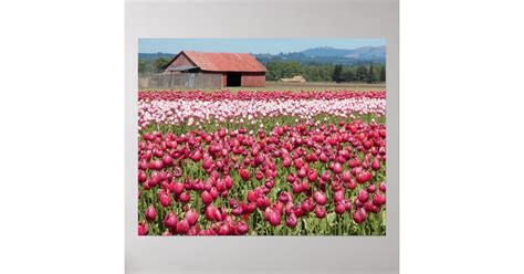 Tulip Fields Floral Poster Zazzle