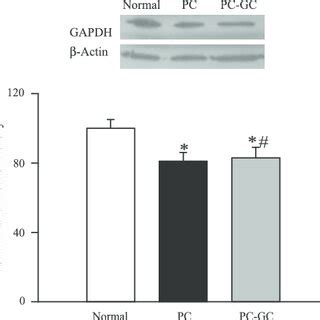 Protein expression of GAPDH in diabetes and effect of reversal of ...